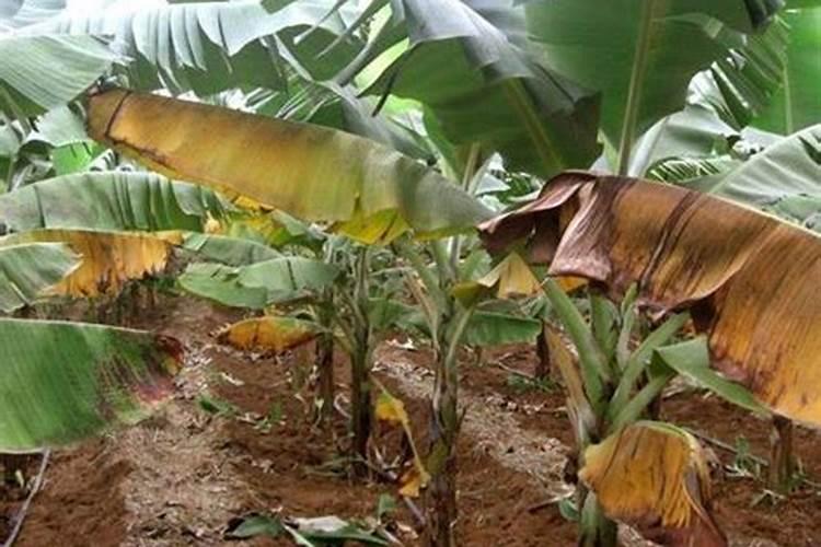 香蕉黄叶病解决方法