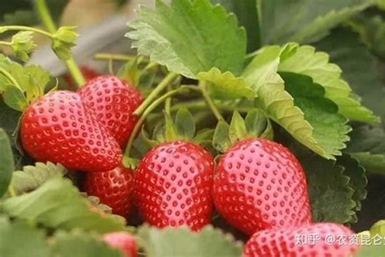 草莓花期可以施肥吗