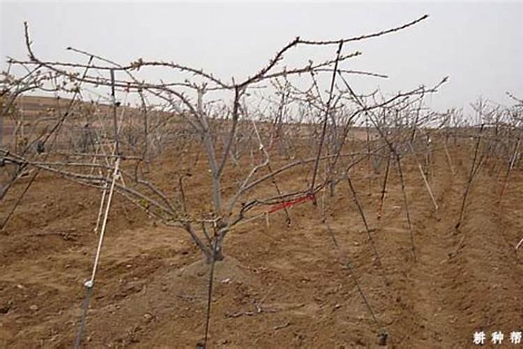 硝硫基复合肥施用需要注意哪些地方