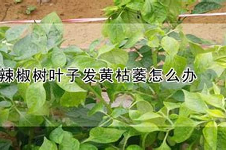 广玉兰树种植禁忌