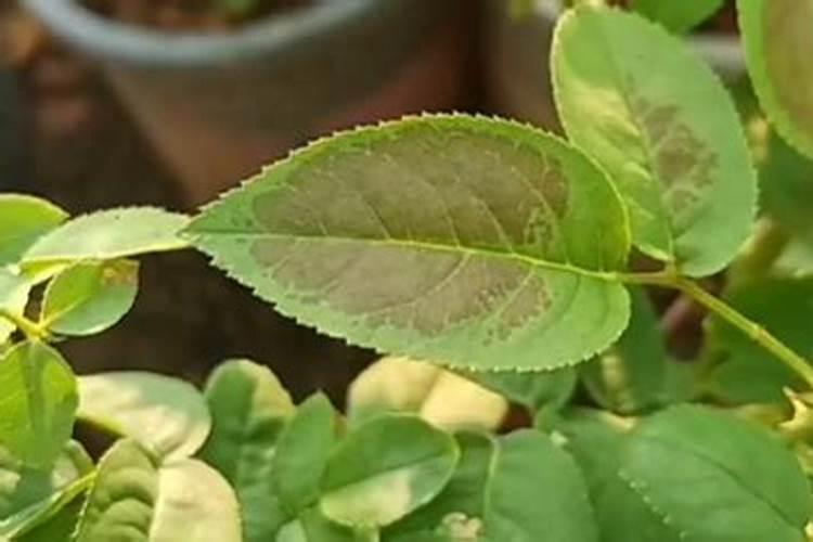 月季鱼肠底肥使用方法