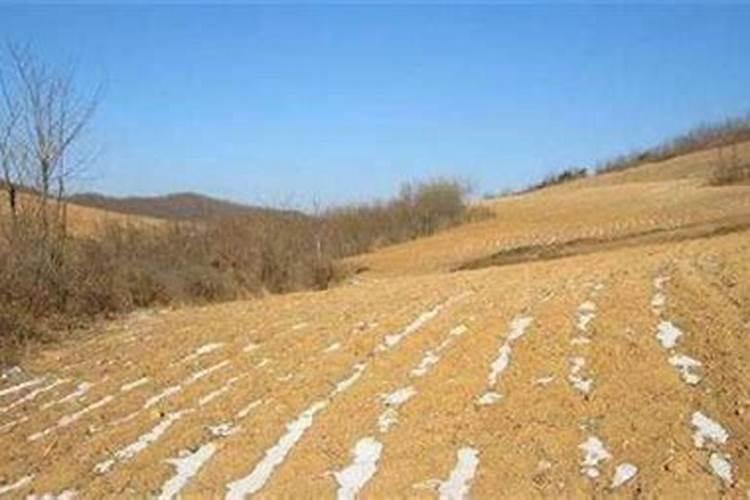 如何种植绿肥和利用绿肥