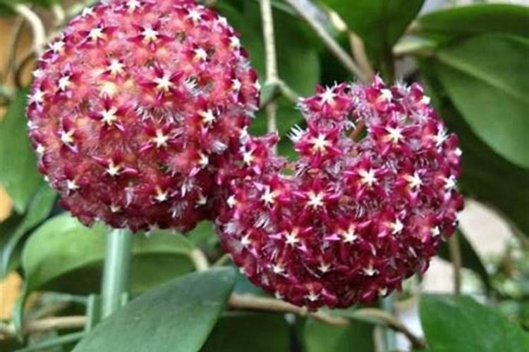 球兰怎么养才能开花,不开花是什么原因