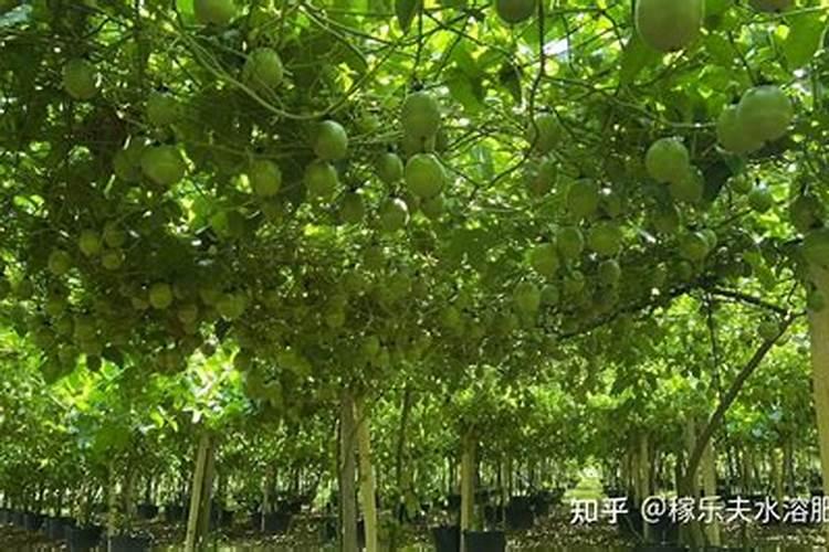 百香果施什么肥果实才能长的大