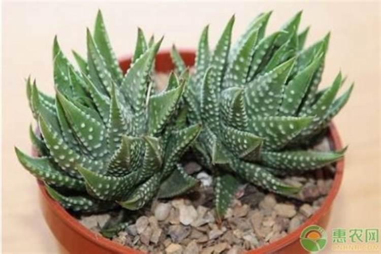 十二卷日常要怎么养护？