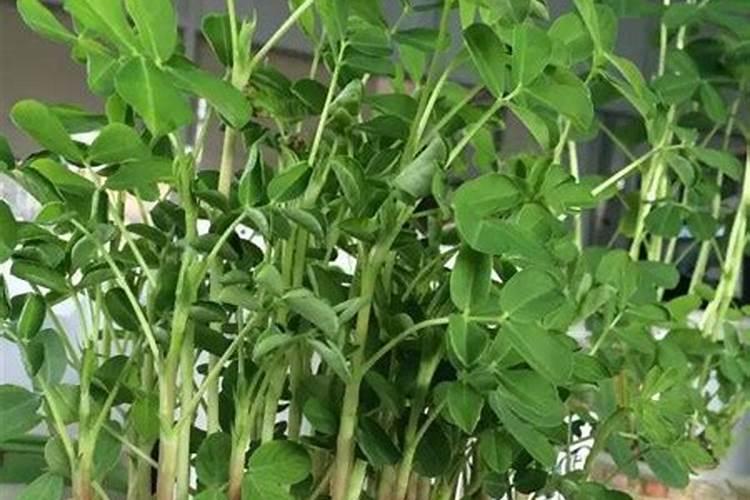 花生追肥用复合肥还是尿素用什么肥料最好