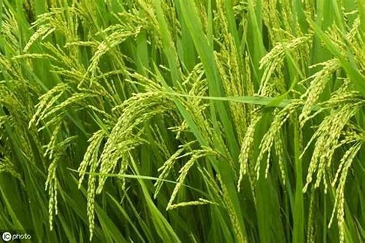 水稻炸壳子有什么好药防治呢？