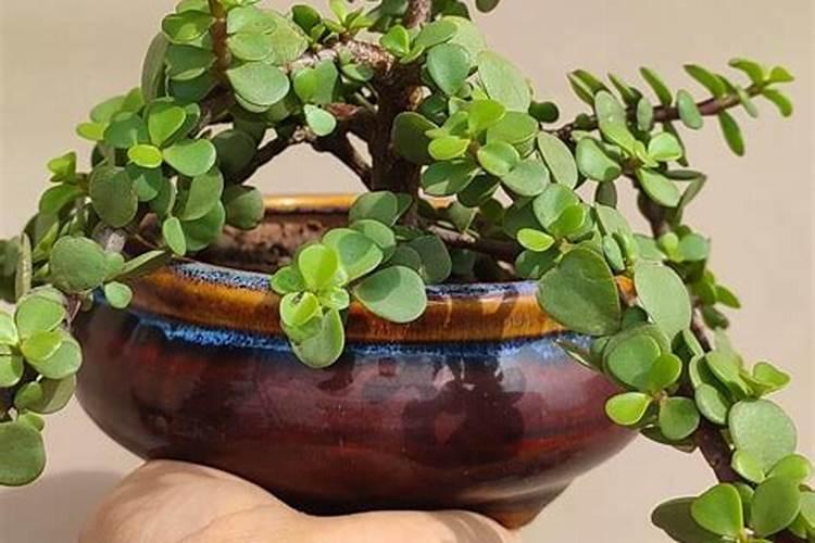 家庭绿植用什么肥最好 叶片发黄是缺什么肥料