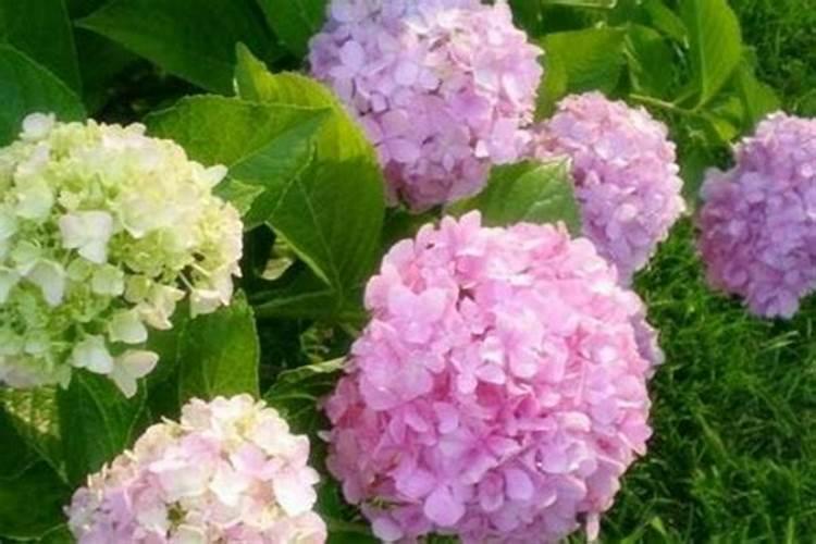 百万玫瑰成长田园游玩攻略