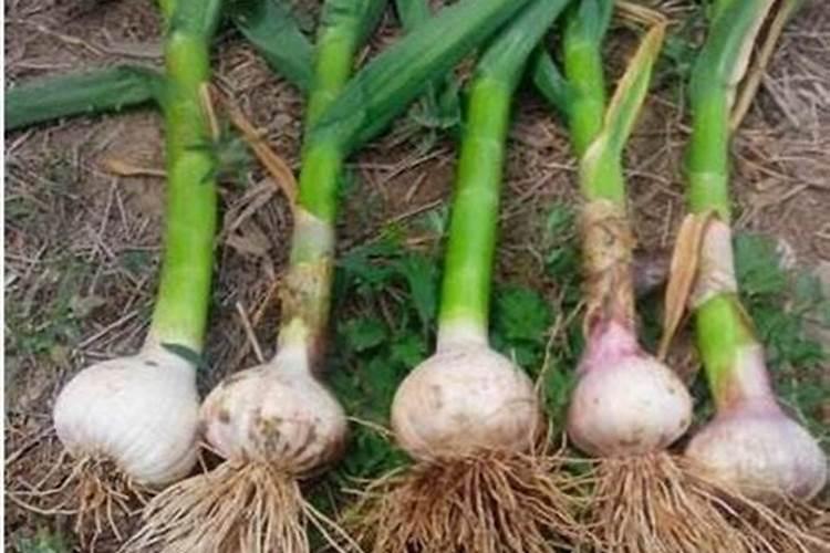 大蒜膨大期用什么肥料上玉米用什么复合肥对下茬种大蒜没有副作用请...