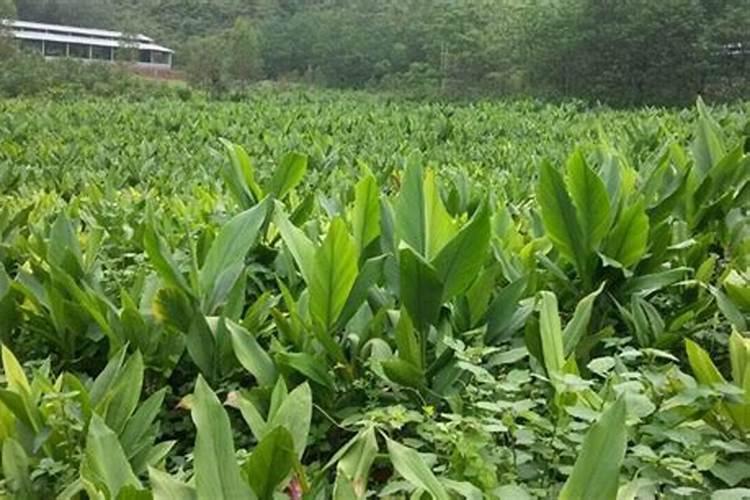 莪怎么种植？