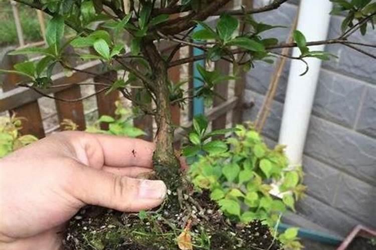杜鹃花可以施有机肥料吗？