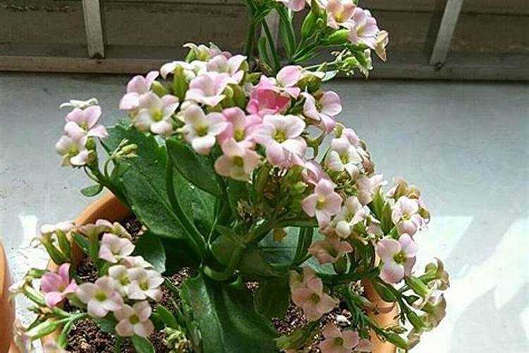 长寿花施肥方法,用什么肥好