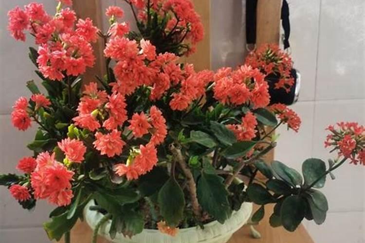 长寿花最好肥料 施肥方法是什么