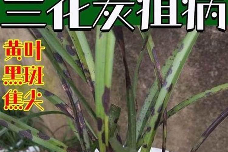 玉米苗最怕什么农药