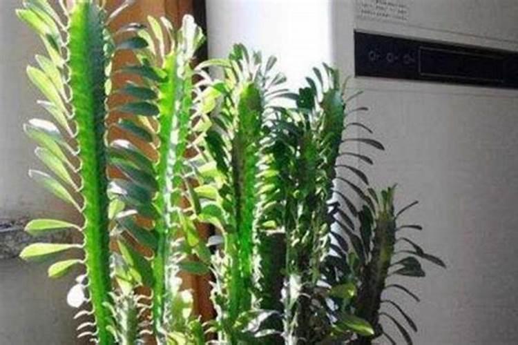 龙骨花怎么施肥