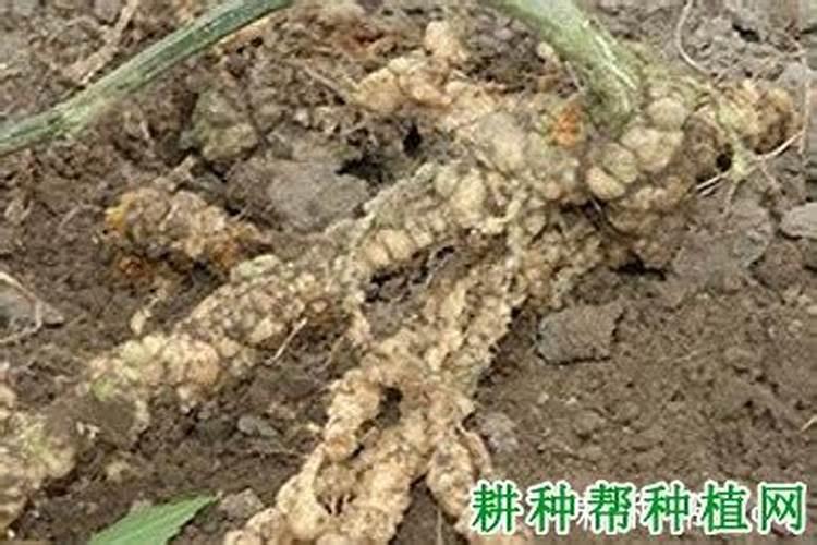 蔬菜叶面肥木醋液市场