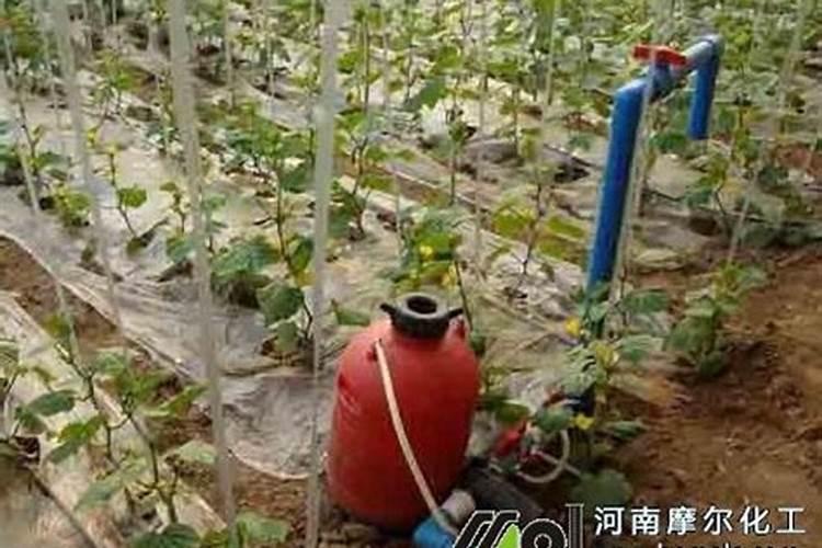 莪术施什么肥料好,鸡屎,复合肥都可以吗？请高人指点