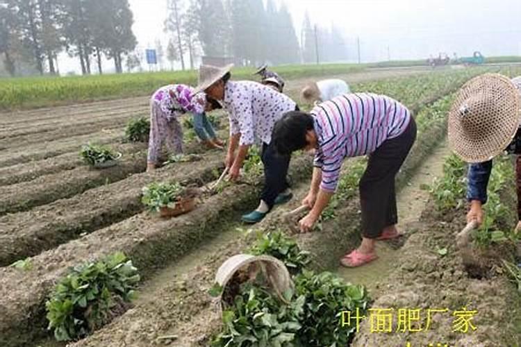富硒叶面肥效果怎样？在草莓上见效快吗？见