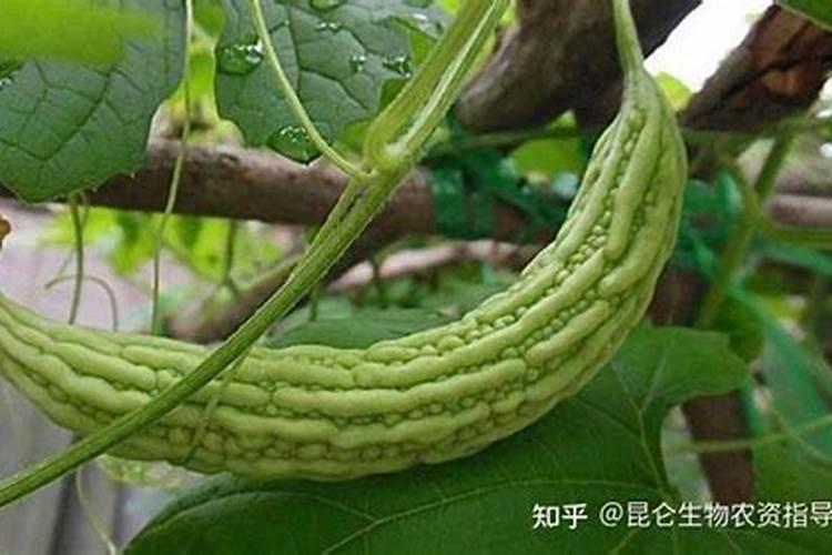 苦瓜的功效与作用 营养价值和吃法