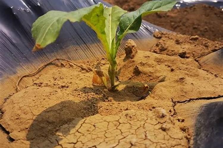 请问有机肥中氮、磷、钾含量的标准比例是多少,有机质与总养分是...