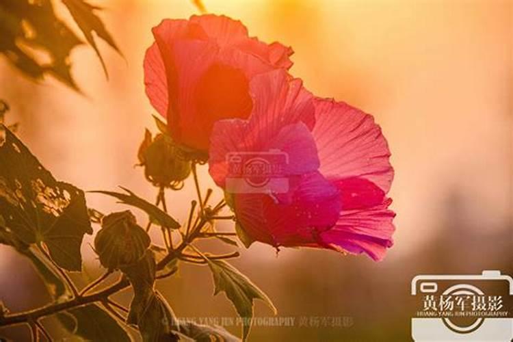 芙蓉花带花苞可以移栽吗？