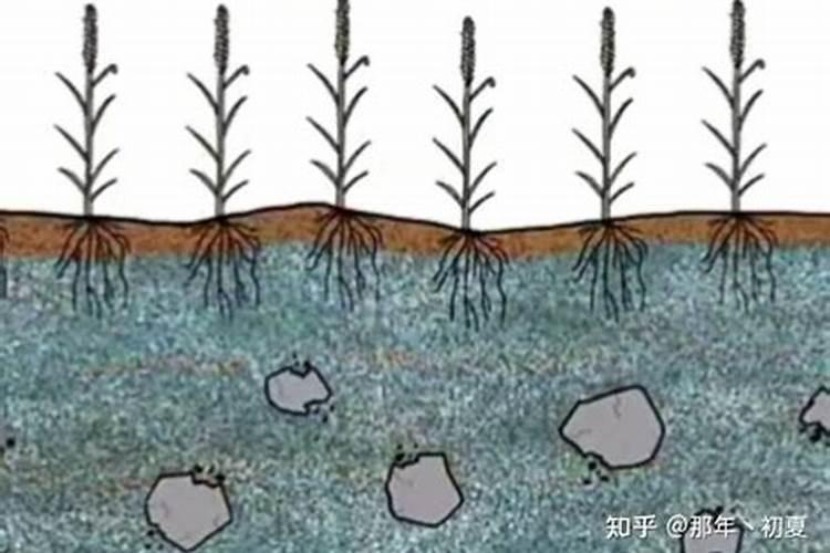 什么是鱼蛋白肥料,鱼蛋白肥料作用及使用方法