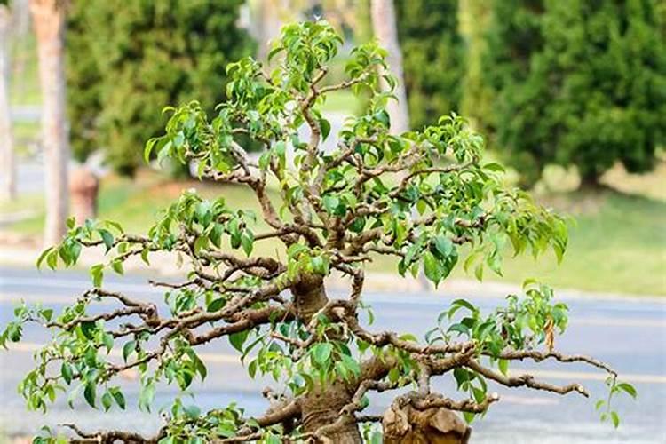 铁马鞭树皮发白怎么办