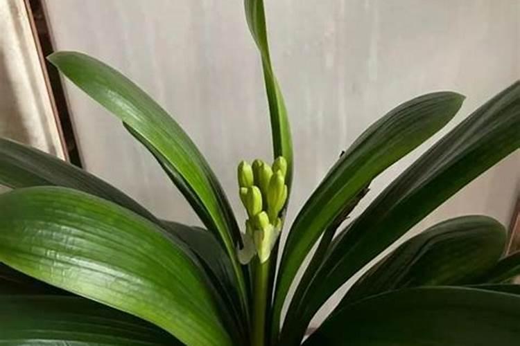 种红薯如何使用钾肥
