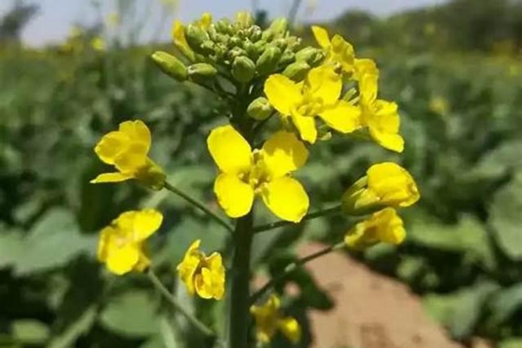 油菜什么时候施硼肥最好