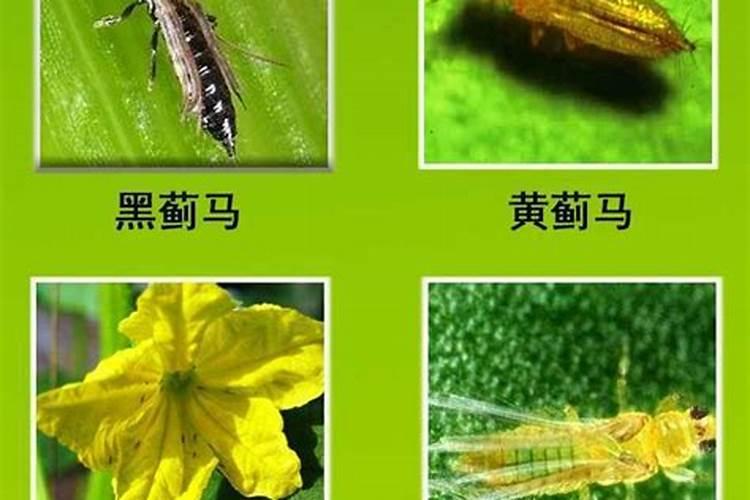 夏玉米种植怎么防止蓟马和灰飞虱 病虫害养殖方法