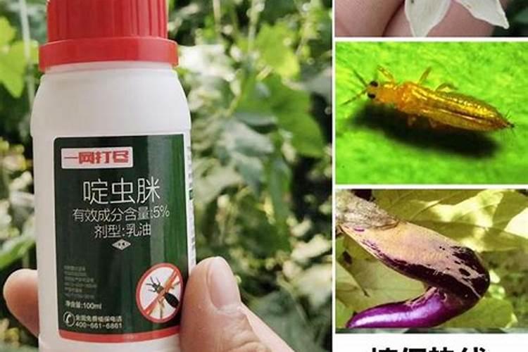 今年华北地区夏玉米地里的蓟马,用什么农药防治最好,请专家指导百度知 ...