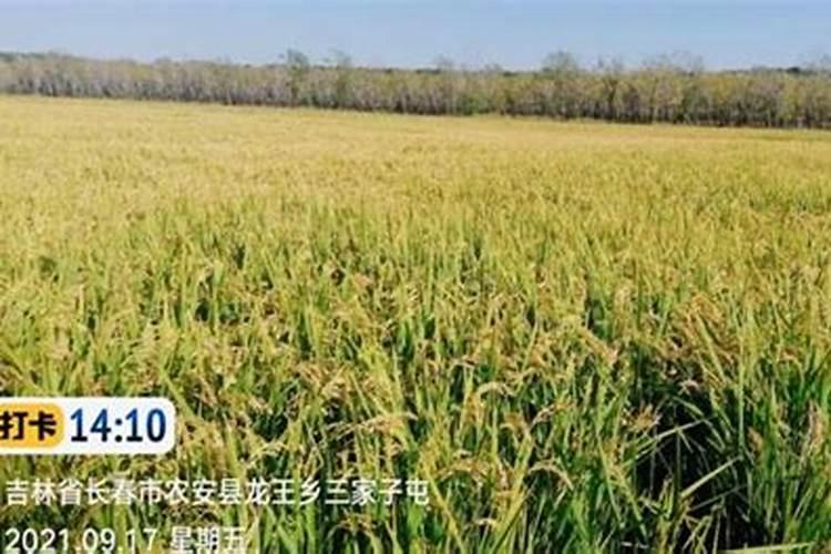 水稻灌浆期用什么叶面肥可增产