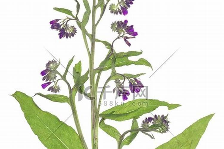 梦幻西游中炼药的配方有什么较好的组合吗？