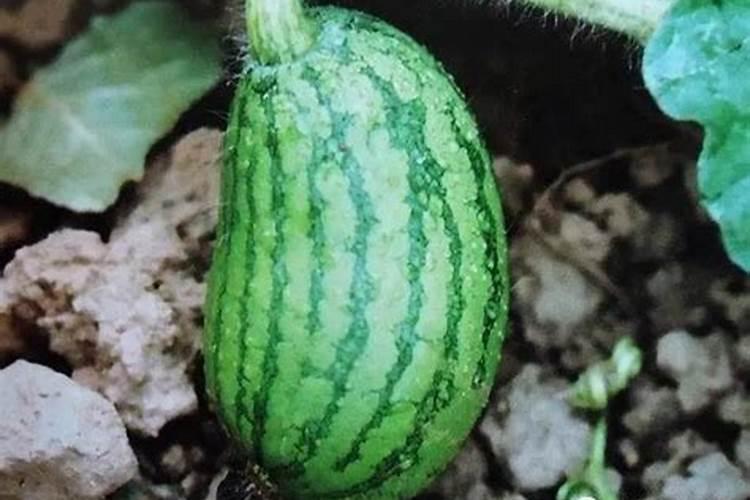 绣球花施肥时间和方法