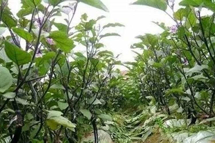 美甜先正达杀菌剂