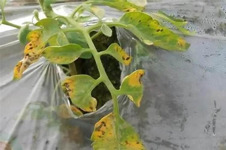 种西红柿用什么肥料好