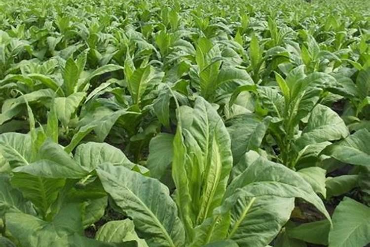 烟草种植需要什么肥料