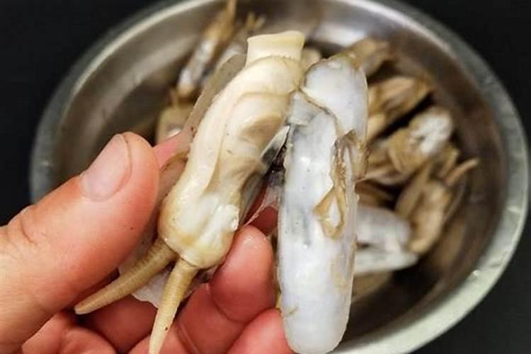 蛏子壳可以做君子兰或者兰花的花肥吗