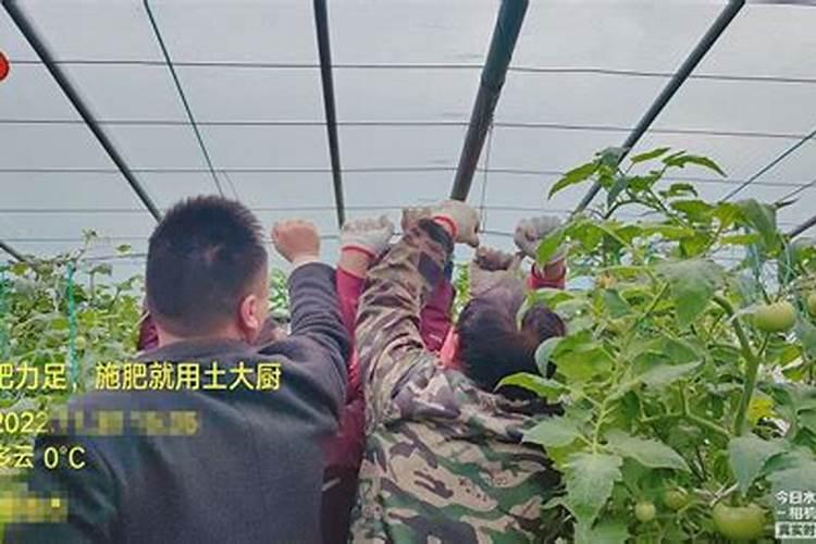 盆栽浇水是直接倒在花盆里还是下面的盘子里