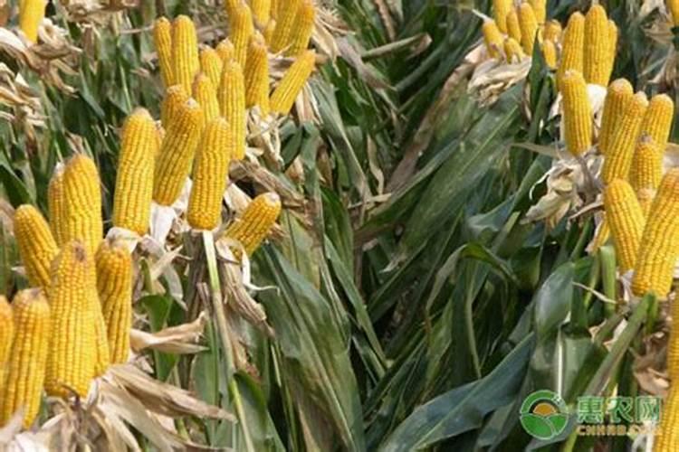 玉米需要什么样的含量肥料