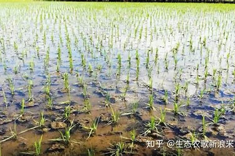 复合肥直接撒在果树下有效么