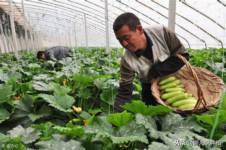 盆栽多肉植物施什么肥 该如何施肥