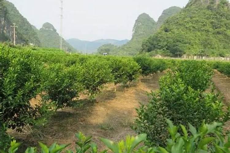 柑橘开春用什么肥料