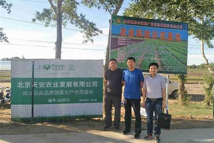 玉米是上玉米专用肥好还是上复合肥好