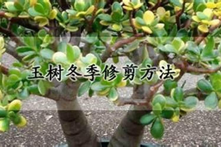 杜高水溶肥是大厂吗