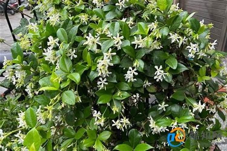 风车茉莉叶子发白,有没有问题？