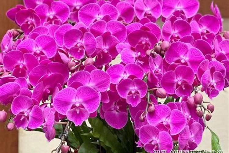 蝴蝶兰花期用什么肥