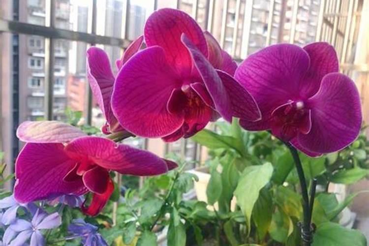 蝴蝶兰用什么肥磷钾肥可促进花芽形成