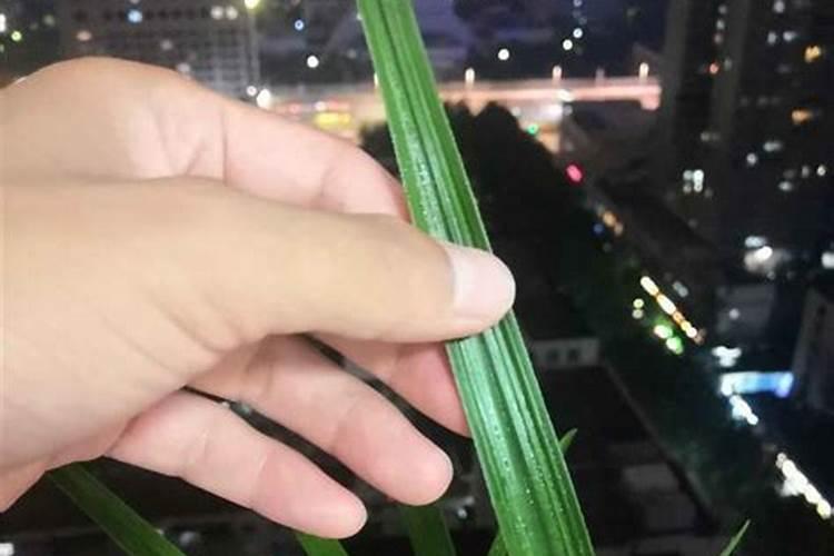 如何正确给兰花使用叶面肥